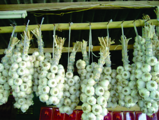 Tỏi Trắng (300g)